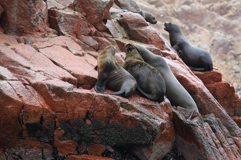 1191-Isole Ballestas,19 luglio 2013.JPG